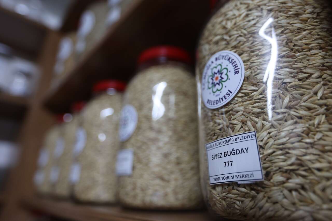 Muğla’nın Ata Tohumları Ülke Toprakları ile Buluşmaya Devam Ediyor 4